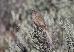 Amytornis textilis