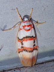 Cyana cruentata