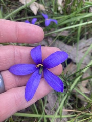 Cheiranthera alternifolia