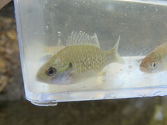 Lepomis humilis