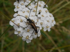 Anastrangalia dubia