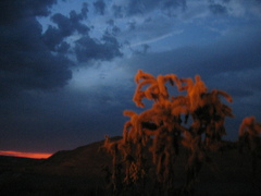 Cylindropuntia fulgida