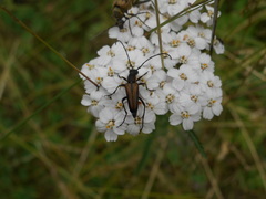 Anastrangalia dubia