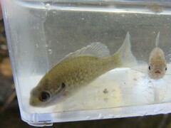 Lepomis humilis