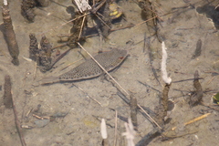 Tetractenos hamiltoni