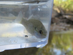 Lepomis humilis