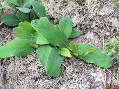 Euphorbia ipecacuanhae
