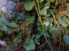 Veronica morrisonicola