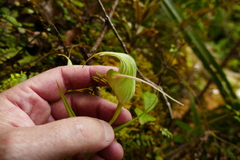 Pterostylis patens