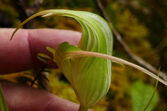 Pterostylis patens