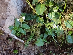 Veronica morrisonicola