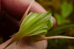 Pterostylis patens