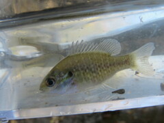 Lepomis humilis