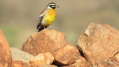 Emberiza flaviventris