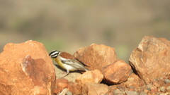 Emberiza flaviventris