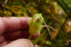 Pterostylis patens