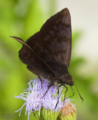 Pellicia arina