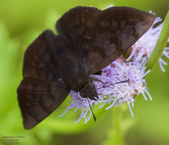 Pellicia arina