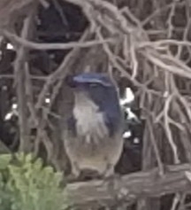 Aphelocoma californica