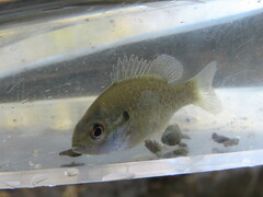 Lepomis humilis