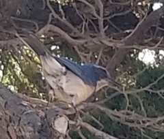 Aphelocoma californica