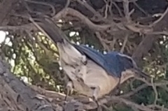 Aphelocoma californica