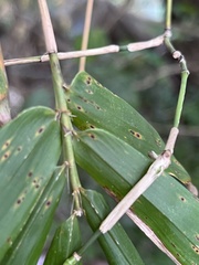 Bambusa pachinensis