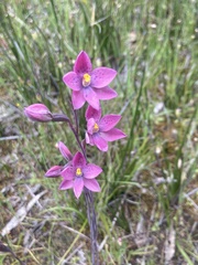 Thelymitra × irregularis