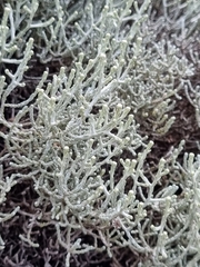 Leucophyta brownii