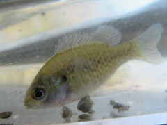 Lepomis humilis