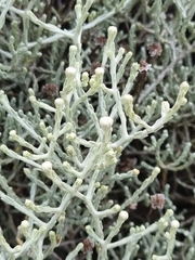 Leucophyta brownii