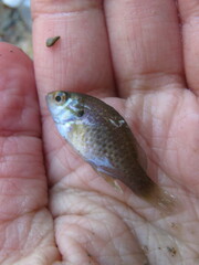Lepomis humilis
