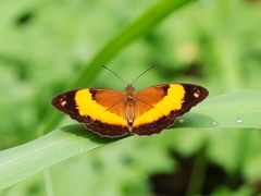 Cupha prosope
