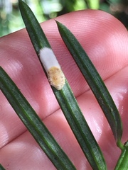 Pulvinaria camelicola