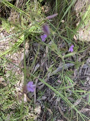 Thysanotus patersonii