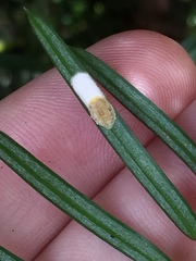 Pulvinaria camelicola