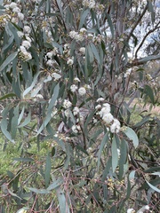 Eucalyptus pauciflora pauciflora