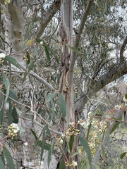 Eucalyptus pauciflora pauciflora