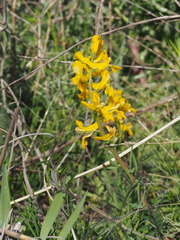 Corydalis