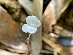 Didymoplexis pallens