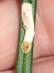 Pulvinaria camelicola