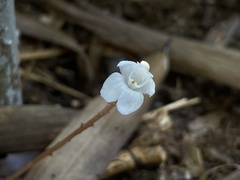 Didymoplexis pallens