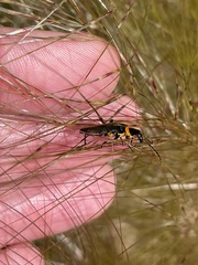 Chauliognathus lugubris