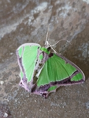 Agathia laetata