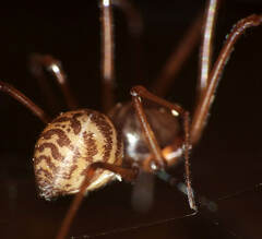Scytodes