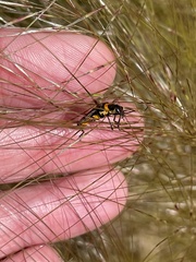 Chauliognathus lugubris
