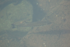 Micropterus salmoides