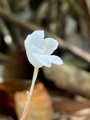 Didymoplexis pallens