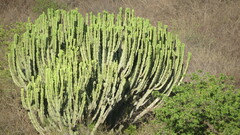 Euphorbia ingens