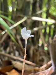 Didymoplexis pallens